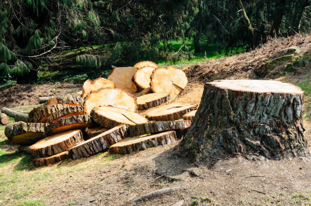 Professional Tree Services in Scobey, MT